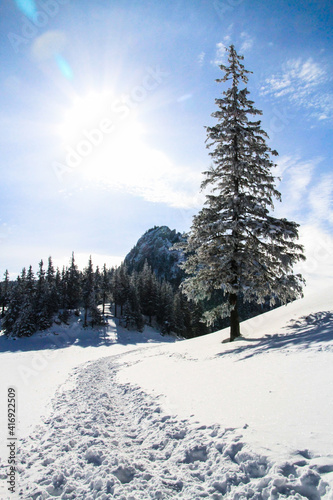 snow covered trees © Carmen