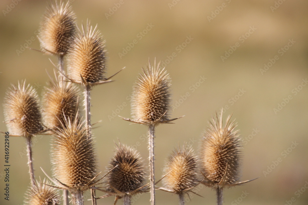 Obraz premium thistle in the wind