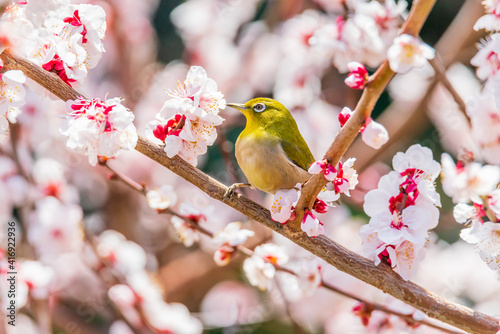 メジロと梅の花