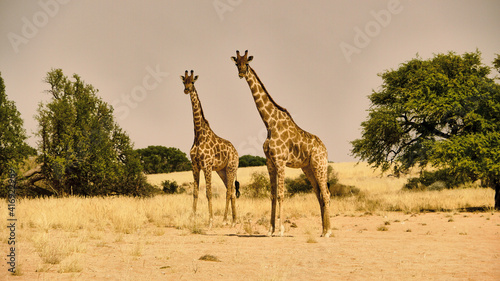 giraffes in namib desert