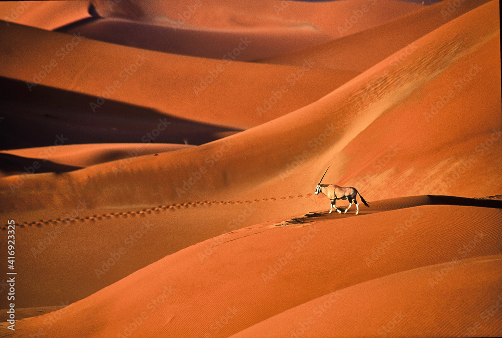 Oryx gazella walks over beautiful red sand dunes in Namib desert - obrazy, fototapety, plakaty 