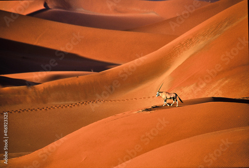 Oryx gazella walks over beautiful red sand dunes in Namib desert photo