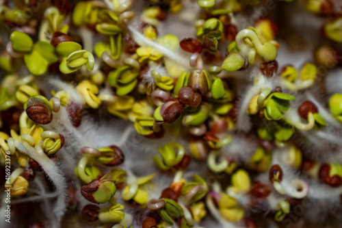 fresh spring background, seedling, sprout