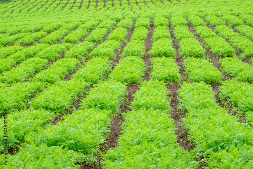 Fields carrot. Green rows of carrot plants in an agriculture Fields carrot. Green rows of carrot plants in an agriculture