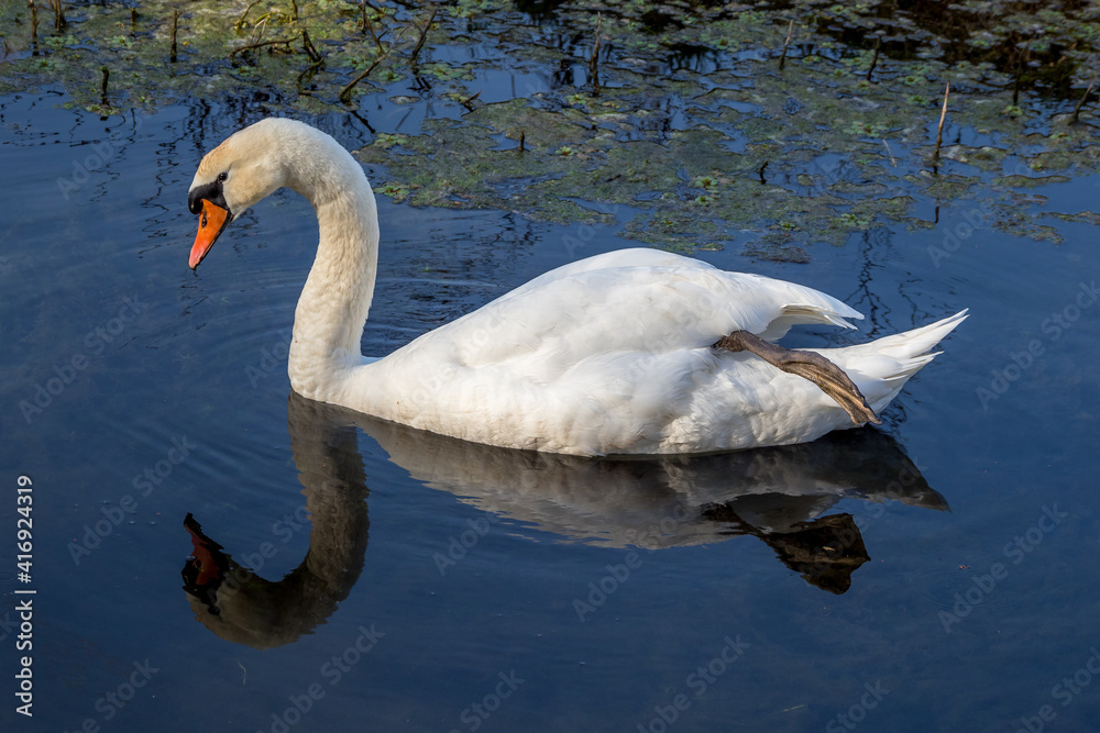 Fototapeta premium mute swan is reflected in the water in the lônes near the Rhone River.