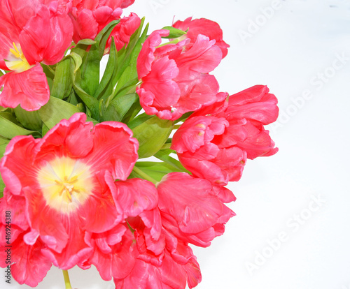 Beautiful red tulips on white background with space for text. Top view  flat lay.