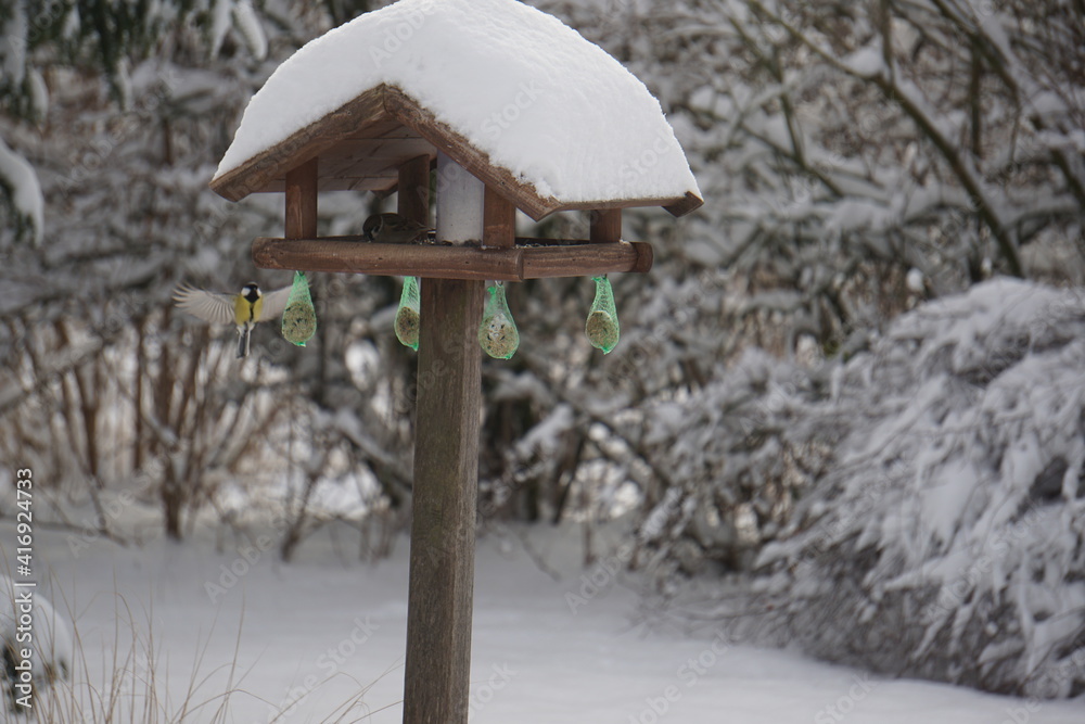 Fototapeta premium Vögel im Winter