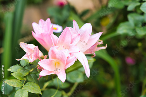 秋薔薇の咲く横浜イングリッシュガーデン