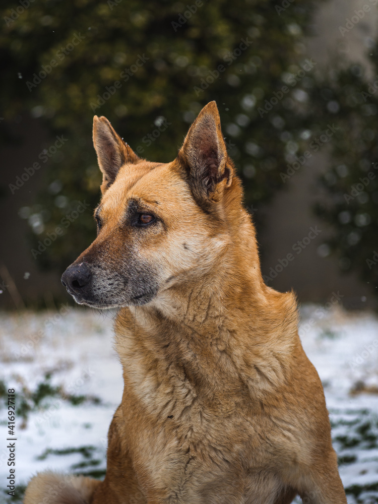 Dog on a snowy day Dog on a snowy day
