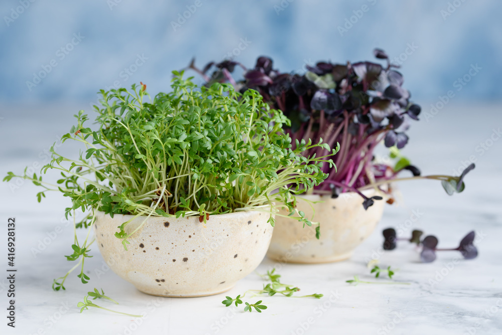 Fototapeta premium Microgreens of watercress and radish. Healthy and vegetarian vegan food concept.