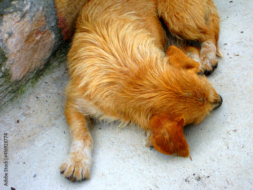 Close-up of a light brown dog sleeping in the street