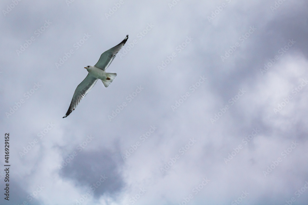 Seagulls flying on the cloudy sky. Freedom background photo. Seagulls background. Animals in nature. Seagulls flying on the cloudy sky. Freedom background photo. Seagulls background. Animals in nature.