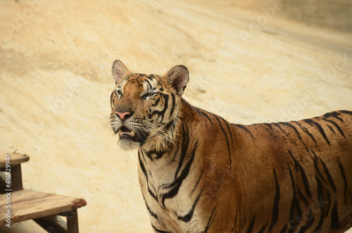 Fototapeta Naklejka Na Ścianę i Meble -  Tiger Portrait