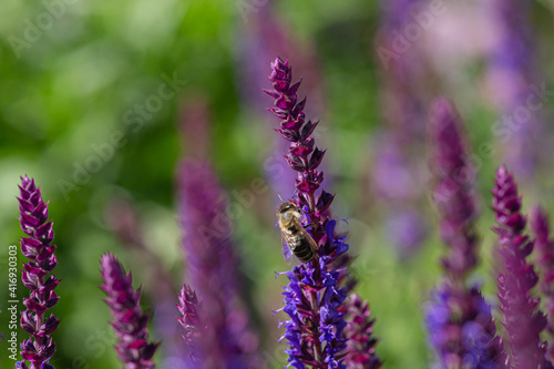 close-up of a honeybee harvesting on blue and purple sage blossoms with blurry background