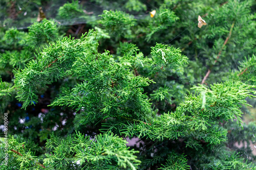 Beautiful branch of spruce with needles. Spruce close up. Spruce branch. Christmas tree in nature