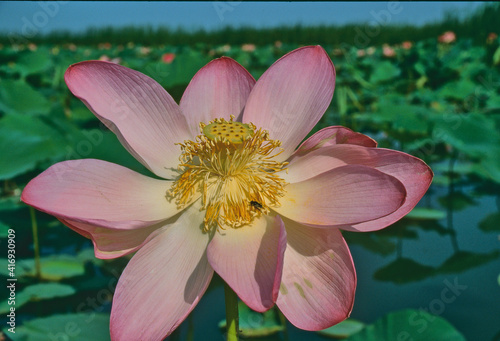 open lotus blossom, Nelumbo, in Wolga delta
 photo