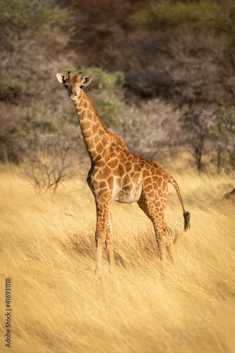 Young southern giraffe stands in tall grass