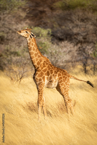 Young southern giraffe stands stretching in grassland
