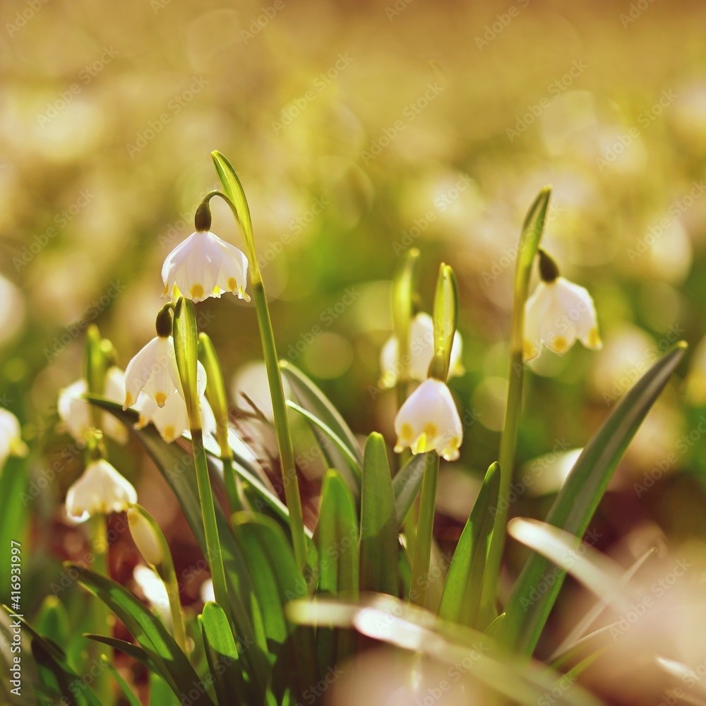 Spring snowflake flower (Leucojum vernum). Spring snowflake flower (Leucojum vernum).