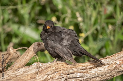 Blackbird © Digital Nature 