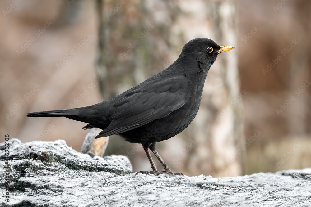 Blackbird Blackbird