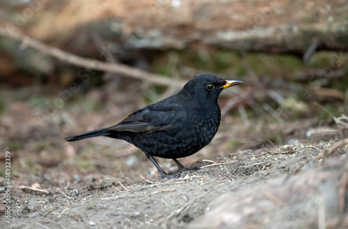 Blackbird © Digital Nature 