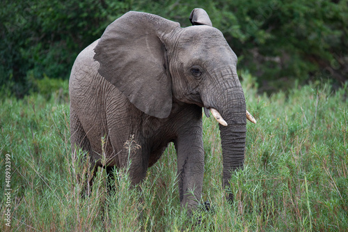 An Elephant seen in the reeds of a riverbed, on a safari in South Africa