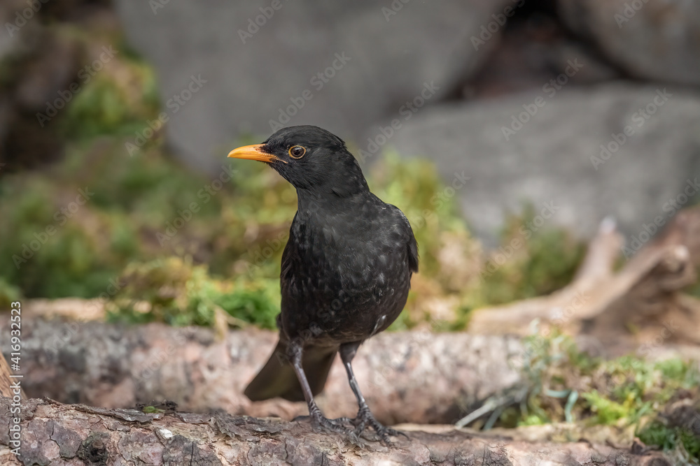 Blackbird Blackbird