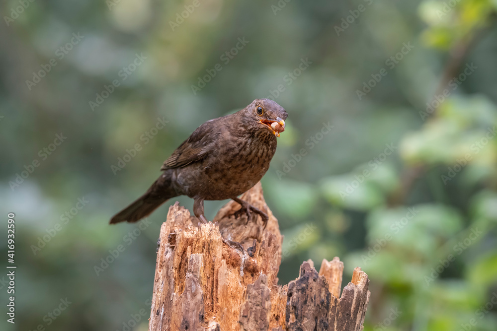 Blackbird Blackbird