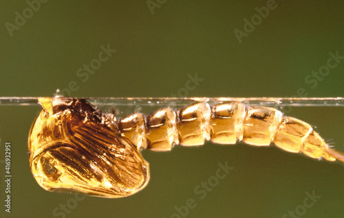 malaria mosquito anopheles, pupa hanging under water surface