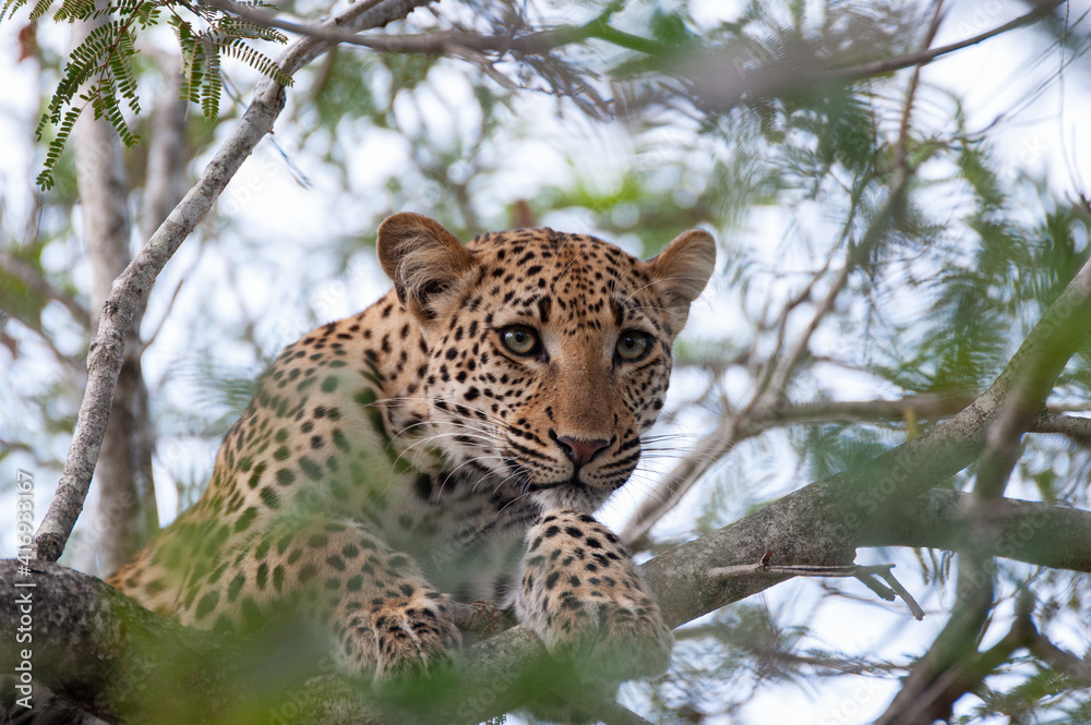 Fototapeta premium Portrait of a young female Leopard seen on a safari in South Africa