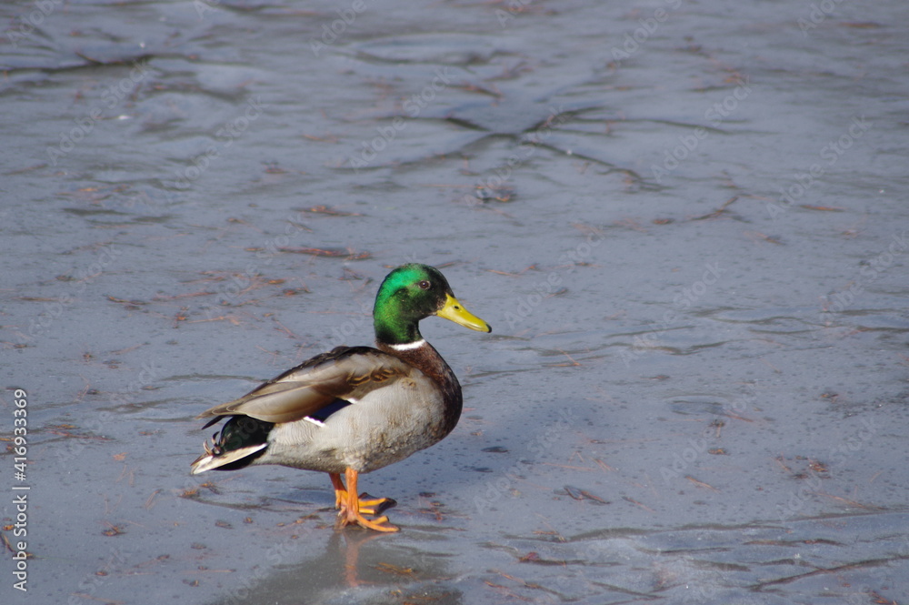 Obraz premium 愛らしいシルエット、冬の使者、水辺のアイドル鴨