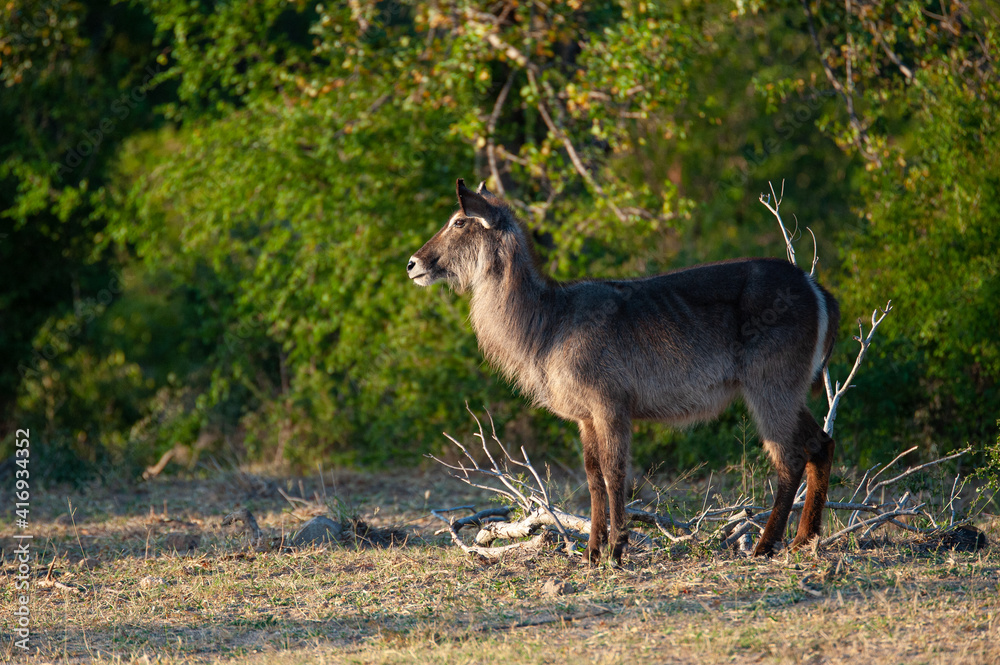 Waterbuck Antelope seen on a safari in South Africa Waterbuck Antelope seen on a safari in South Africa