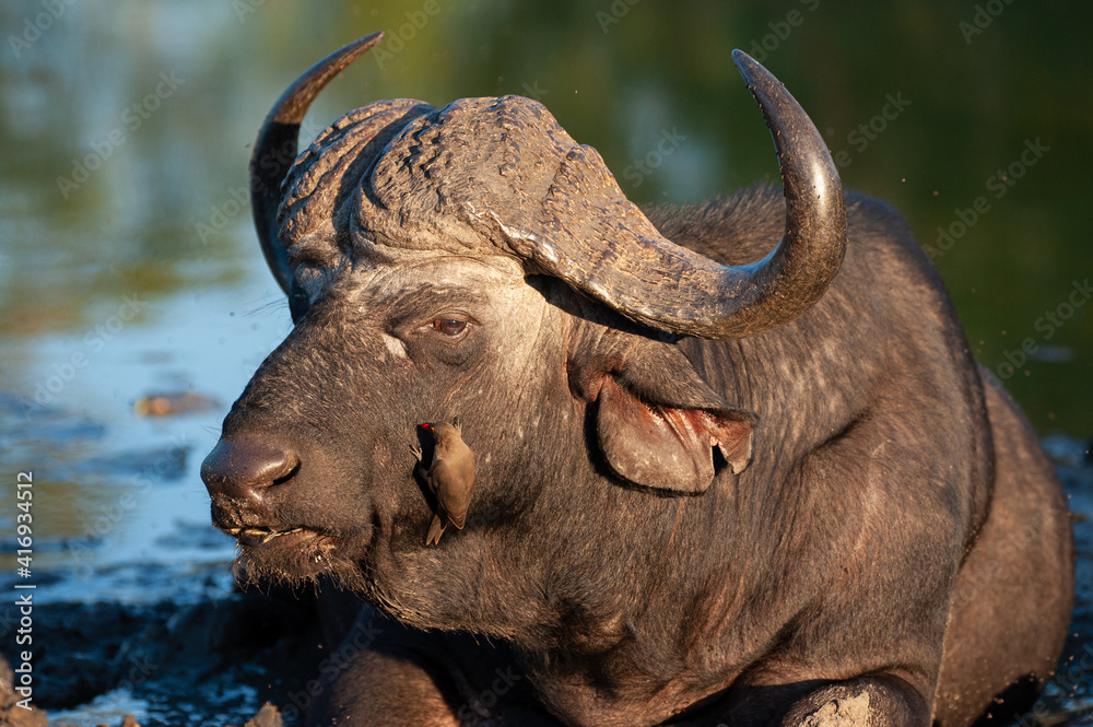 Fototapeta premium a Cape Buffalo seen on a safari in South Africa