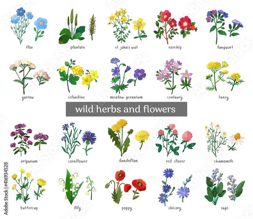 Wild flowers and herbs set isolated on white background. Collection of botanical flowers in vintage style. Elements for summer, spring bouquet. Symbols of alternative medicine. Vecrtor illustration.
