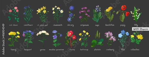 Wild flowers and herbs set isolated on black background. Collection of botanical flowers in vintage style. Elements for summer, spring bouquet. Symbols of alternative medicine. Vecrtor illustration.
