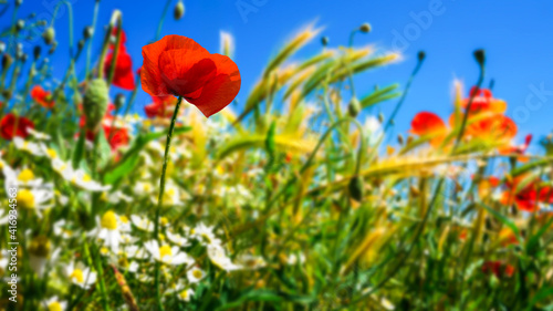 idyllische bunte sommerwiese mit klatschmohn, florale tapete
