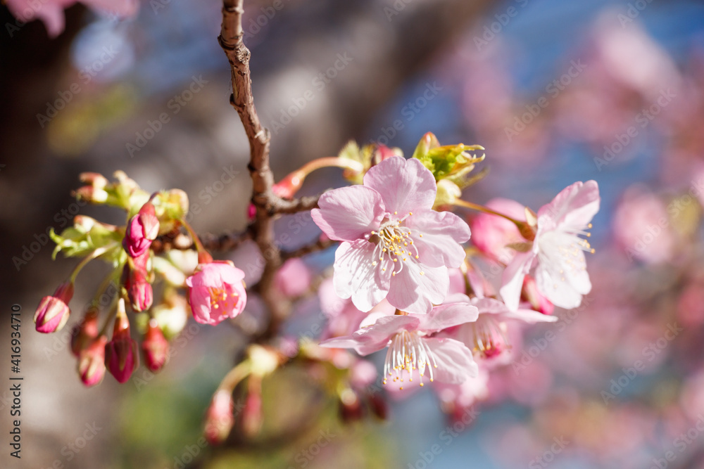 ビルの谷間に咲き始めた河津桜