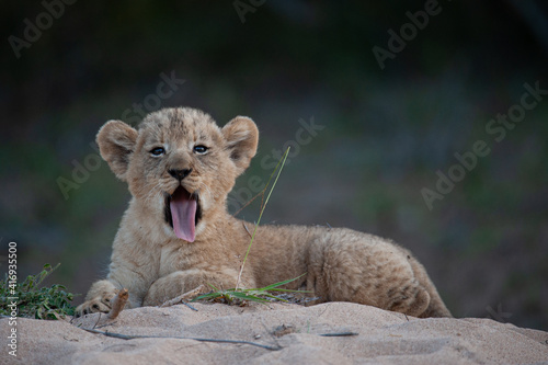 Tired, yawning Lion cub seen on a safari in South Africa
