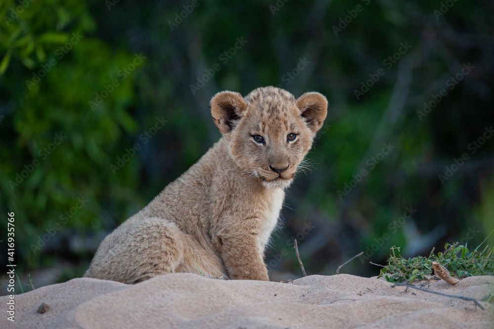 Naklejka premium Tiny Lion cub seen on a safari in South Africa