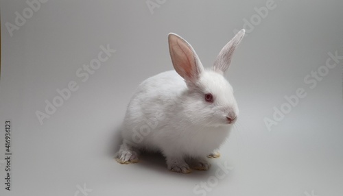 회색 배경의 귀여운 흰색 토끼