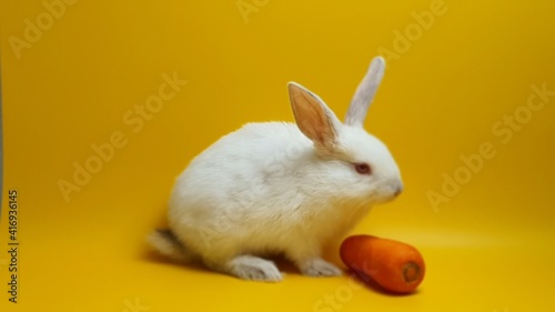 노랑색 배경의 귀여운 흰색 토끼