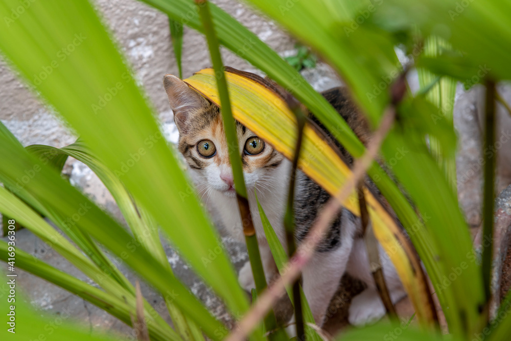 Obraz premium cat on grass