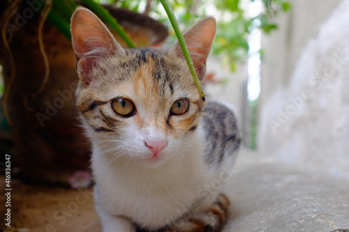 portrait of a cat