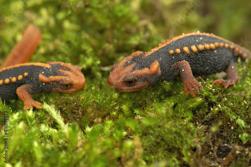 Two juveniles of the Mandarin newt , Tylototriton verrucosus on