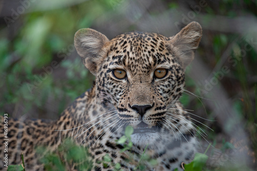 Portrait of a young female Leopard seen on a safari in South Africa