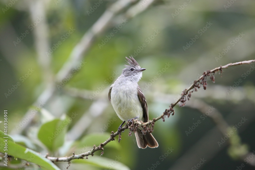 Obraz premium Southern Beardless-Tyrannulet (Camptostoma obsoletum) in Equador, South America