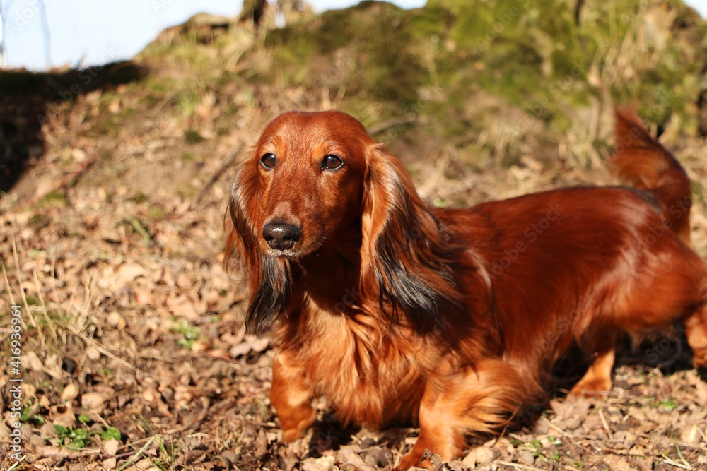 beautiful portrait of a small red long haires dachshound in the garden