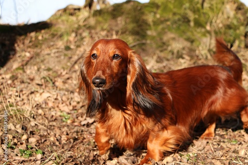 beautiful portrait of a small red long haires dachshound in the garden