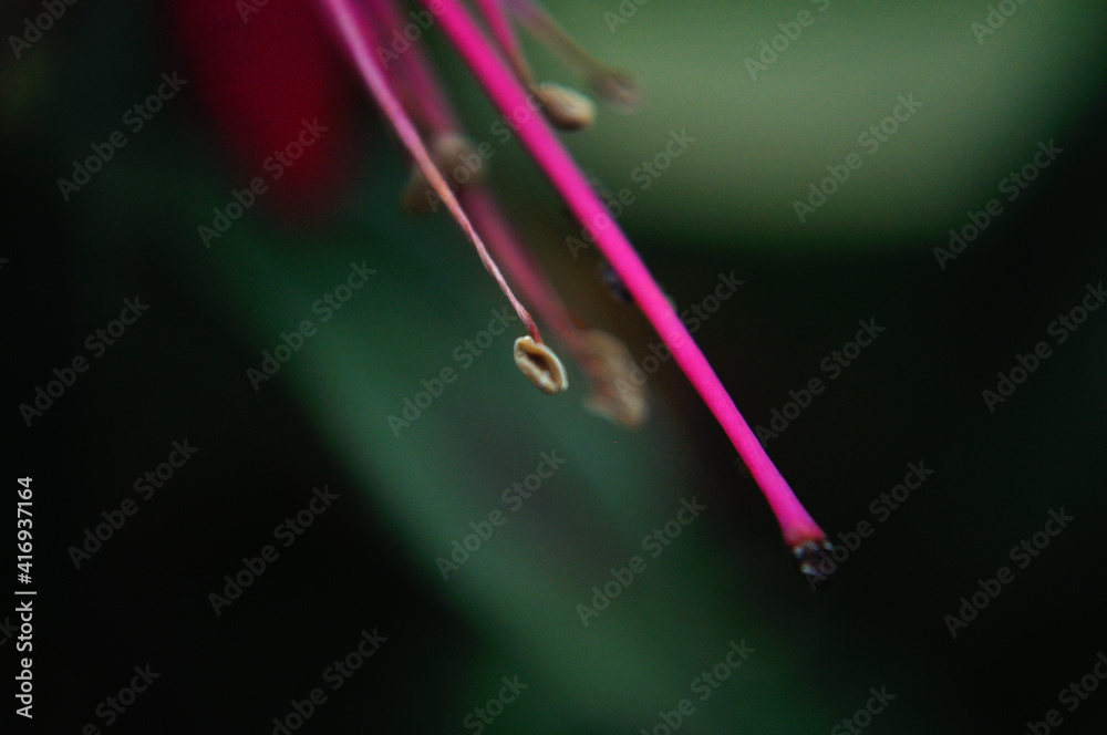 the pistils of the flower highlight its beauty the pistils of the flower highlight its beauty